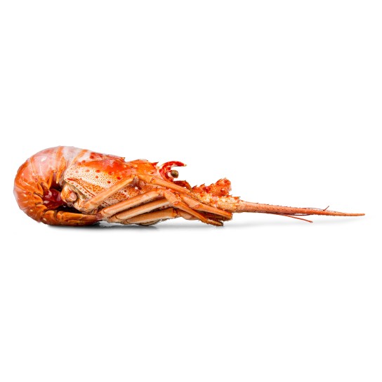 Lagosta Cozida 740/860 g Congelada Cuba Cx 10 kg