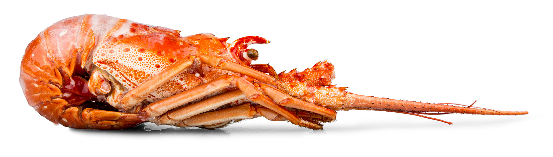 Lagosta Cozida 740/860 g Congelada Cuba Cx 10 kg Lagosta Cozida 740/860 g Congelada Cuba Cx 10 kg