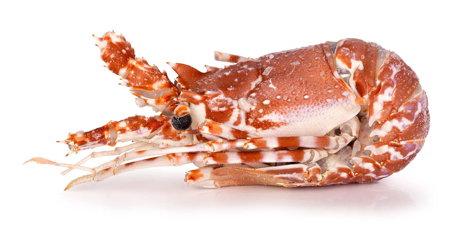 Lagosta Crua 150/300 Congelada Moçambique Cx 1,5 kg Lagosta Crua 150/300 Congelada Moçambique Cx 1,5 kg