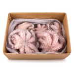 Polvo Fl�r 1200/1500 Congelado Mo�ambique Cx 15 kg