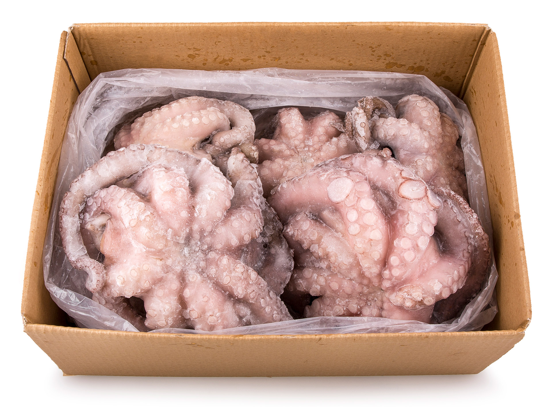 Polvo Fl�r 1200/1500 Congelado Mo�ambique Cx 15 kg