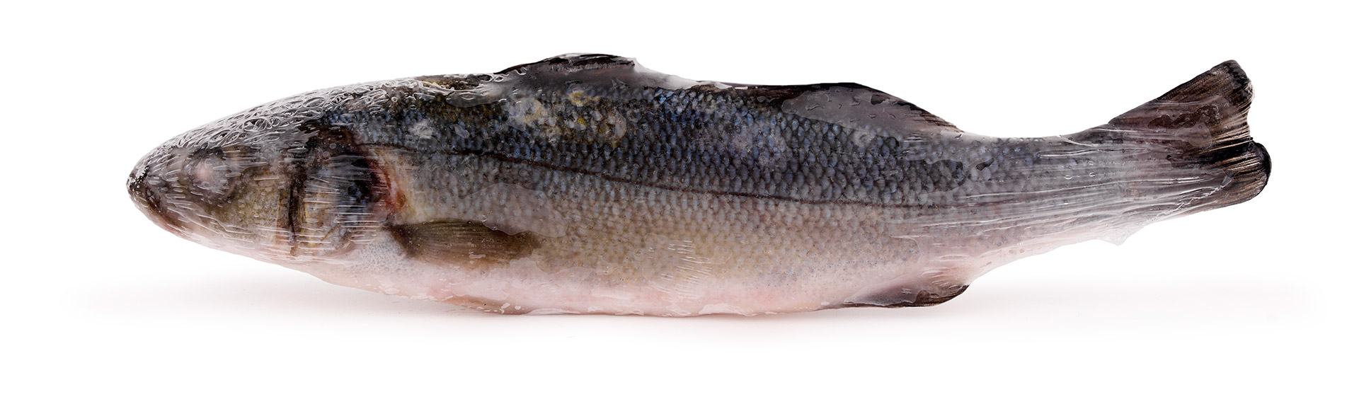 Robalo Inteiro 200/300 Congelado Uli Cx 5 kg Robalo Inteiro 200/300 Congelado Uli Cx 5 kg