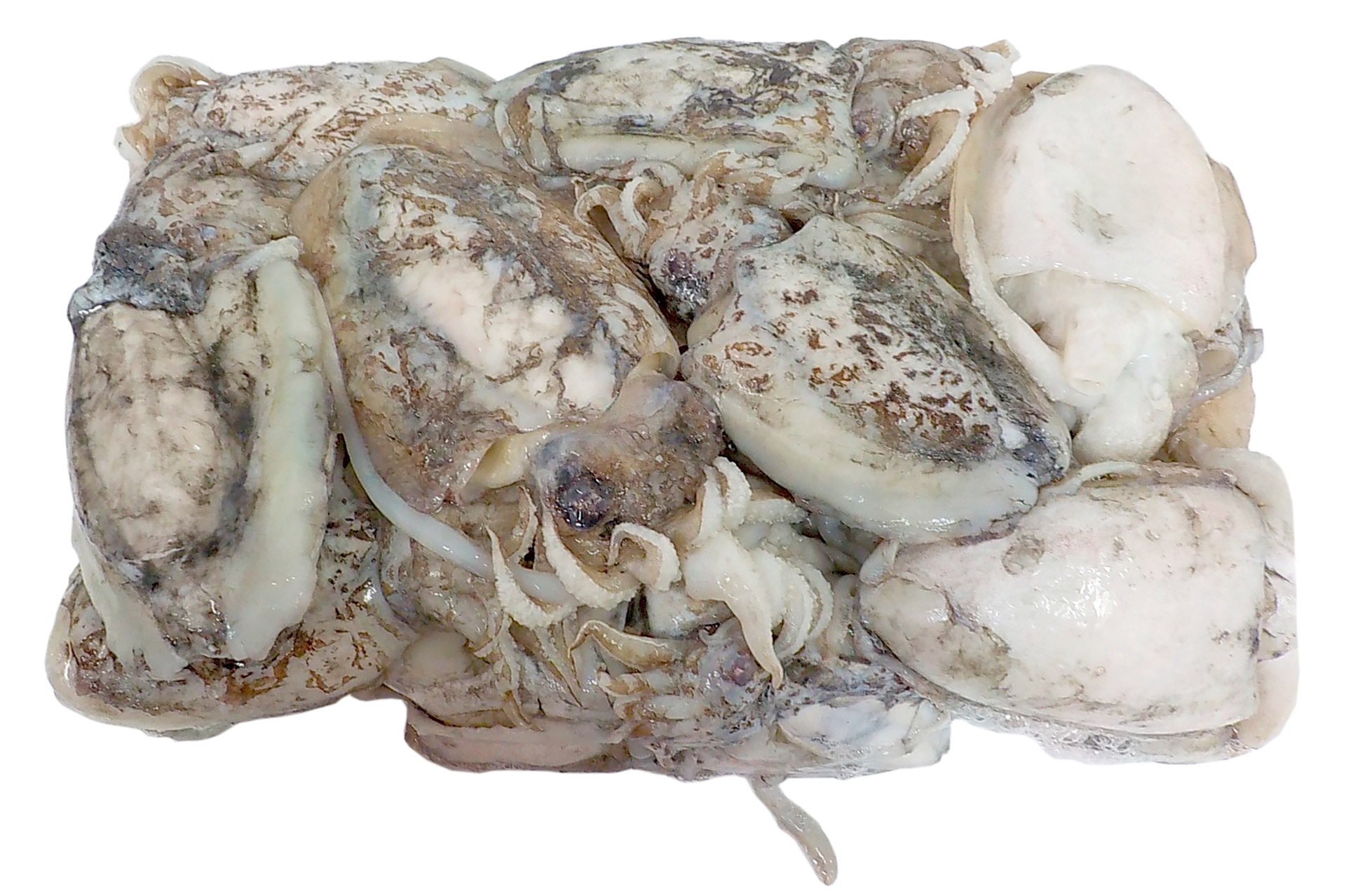 Choco Inteiro 200/300 g Congelado Cx 7 kg