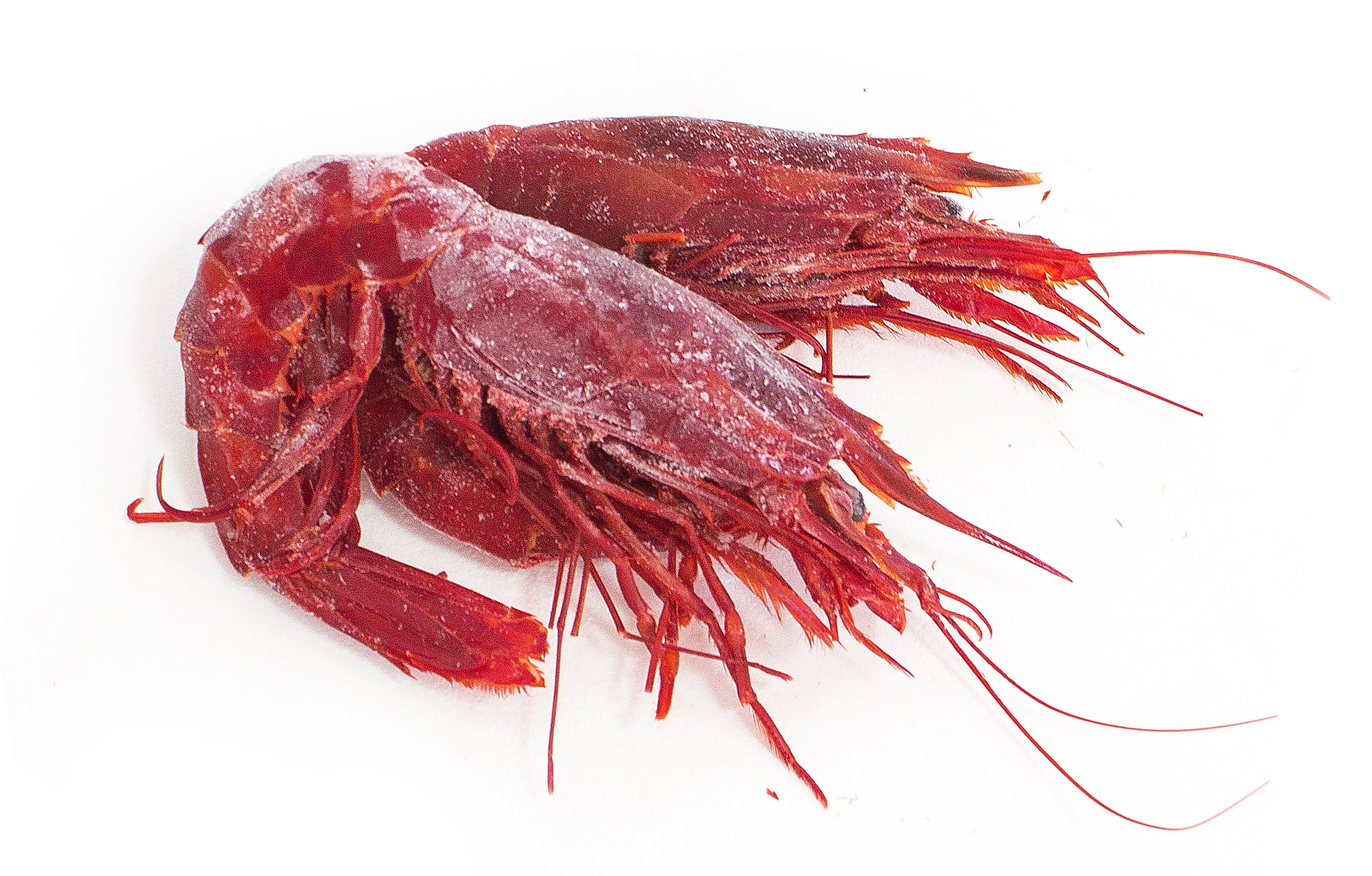 Carabineiro 12/14 Congelado Marrocos Cx IQF