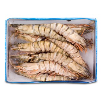 Camarao B.Tiger Cong. 8/12 Cx 750 Gr