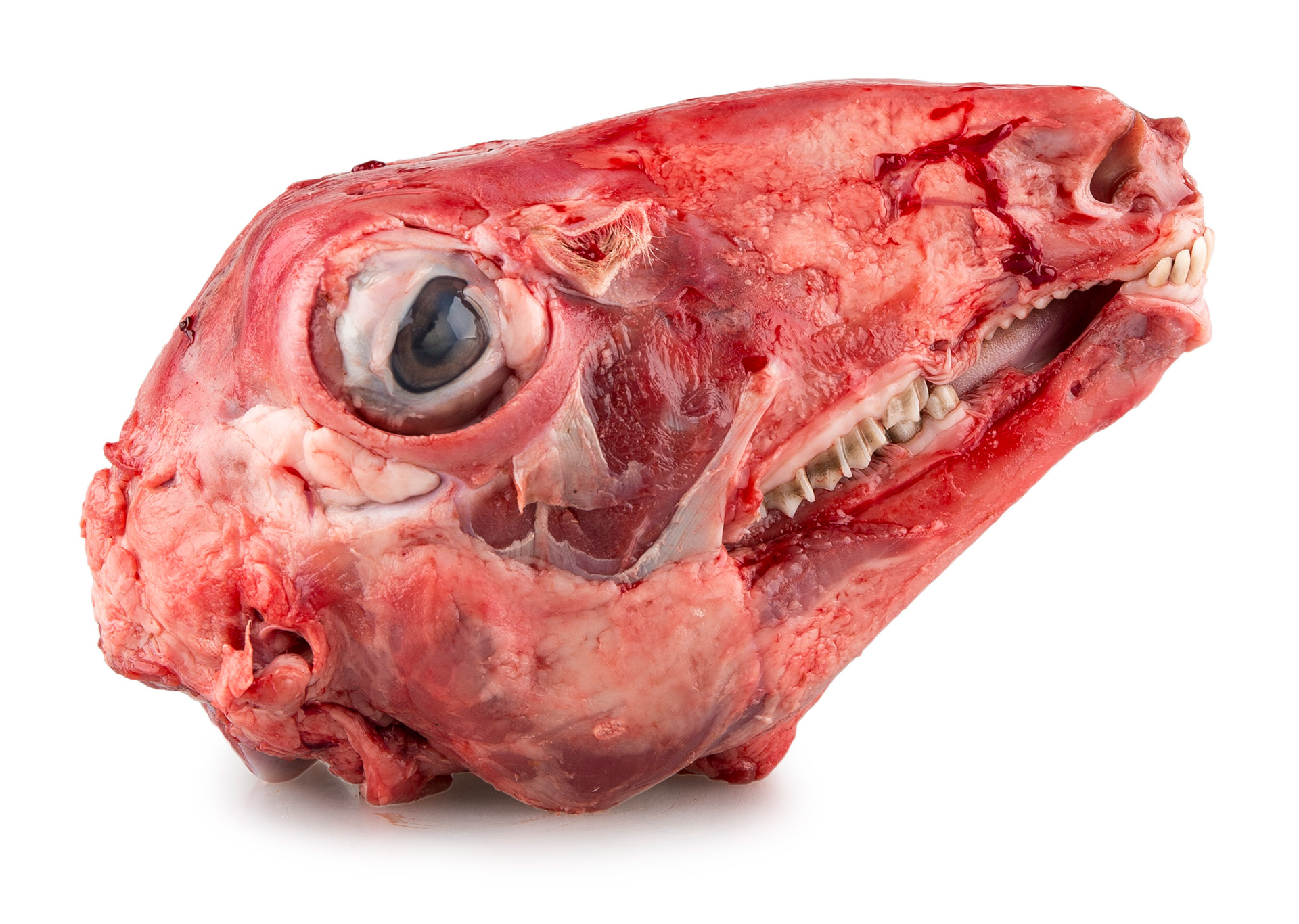 Borrego Cabe�a Fresca