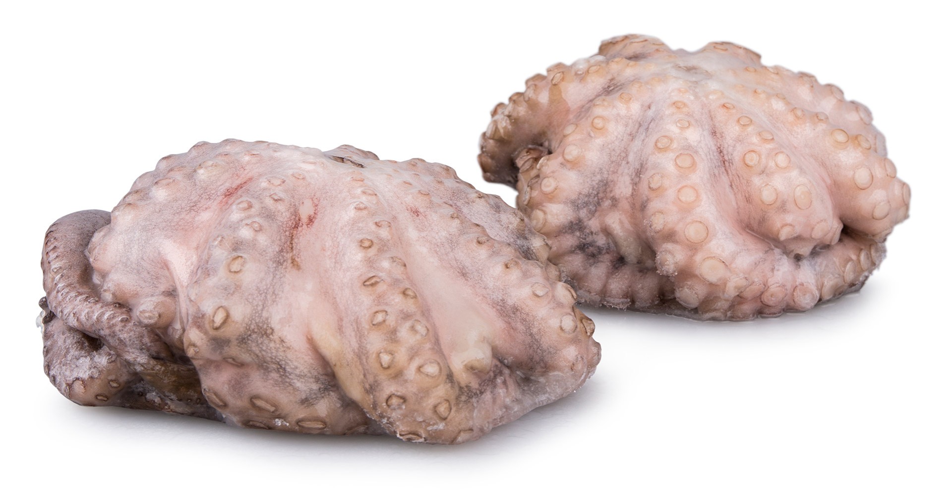 Polvo Fl�r T6 800/1200 Congelado Tanz�nia Cx 15 kg