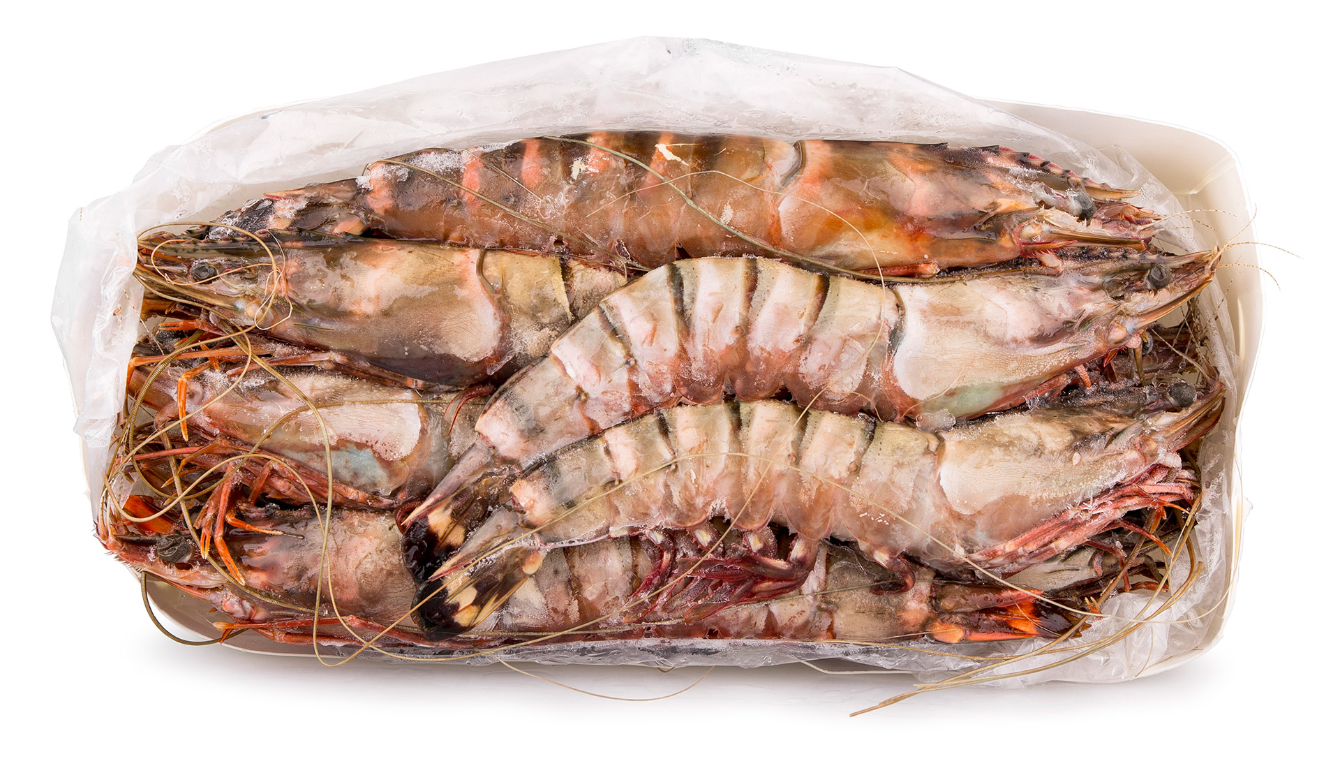 Camarão Tigre 6/8 Congelado Nigéria Cx 2 kg Camarão Tigre 6/8 Congelado Nigéria Cx 2 kg