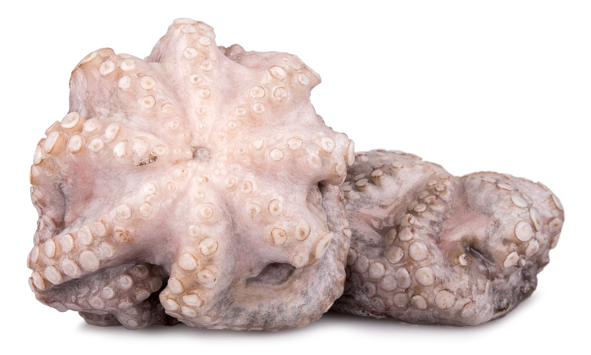 Polvo Fl�r 800/1200 Congelado Mo�ambique Cx 15 kg