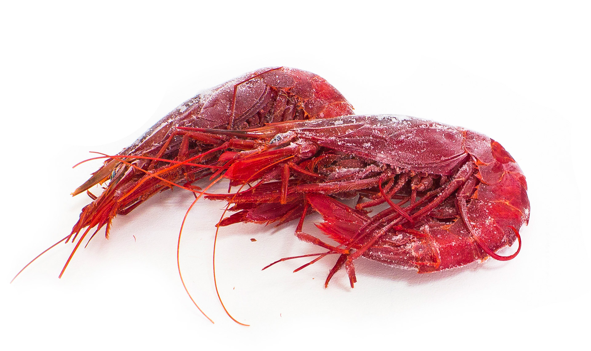 Carabineiro 12/14 Congelado Marrocos Cx IQF