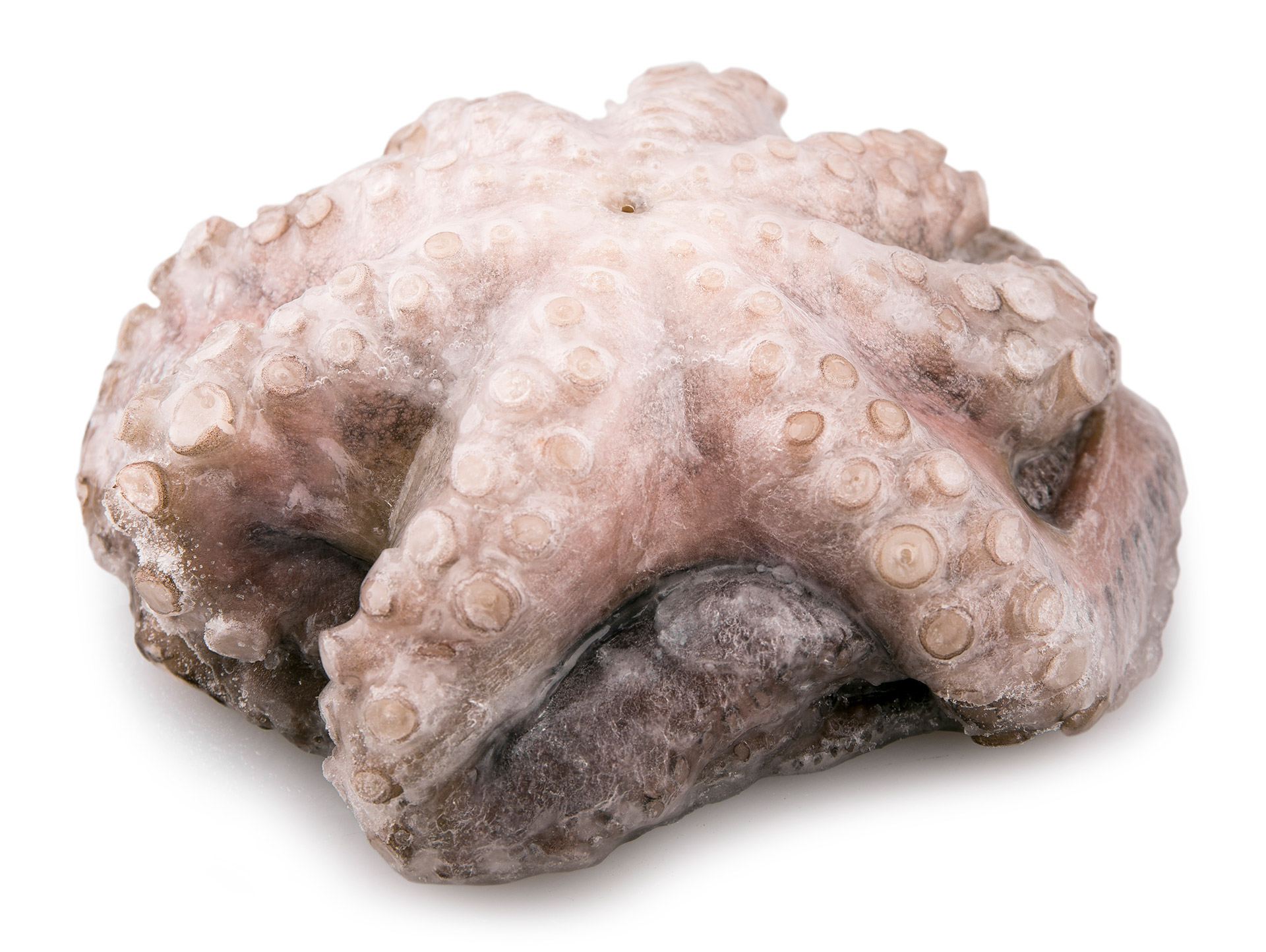 Polvo Fl�r T7 500/800 Congelado Tanz�nia Cx 15 kg
