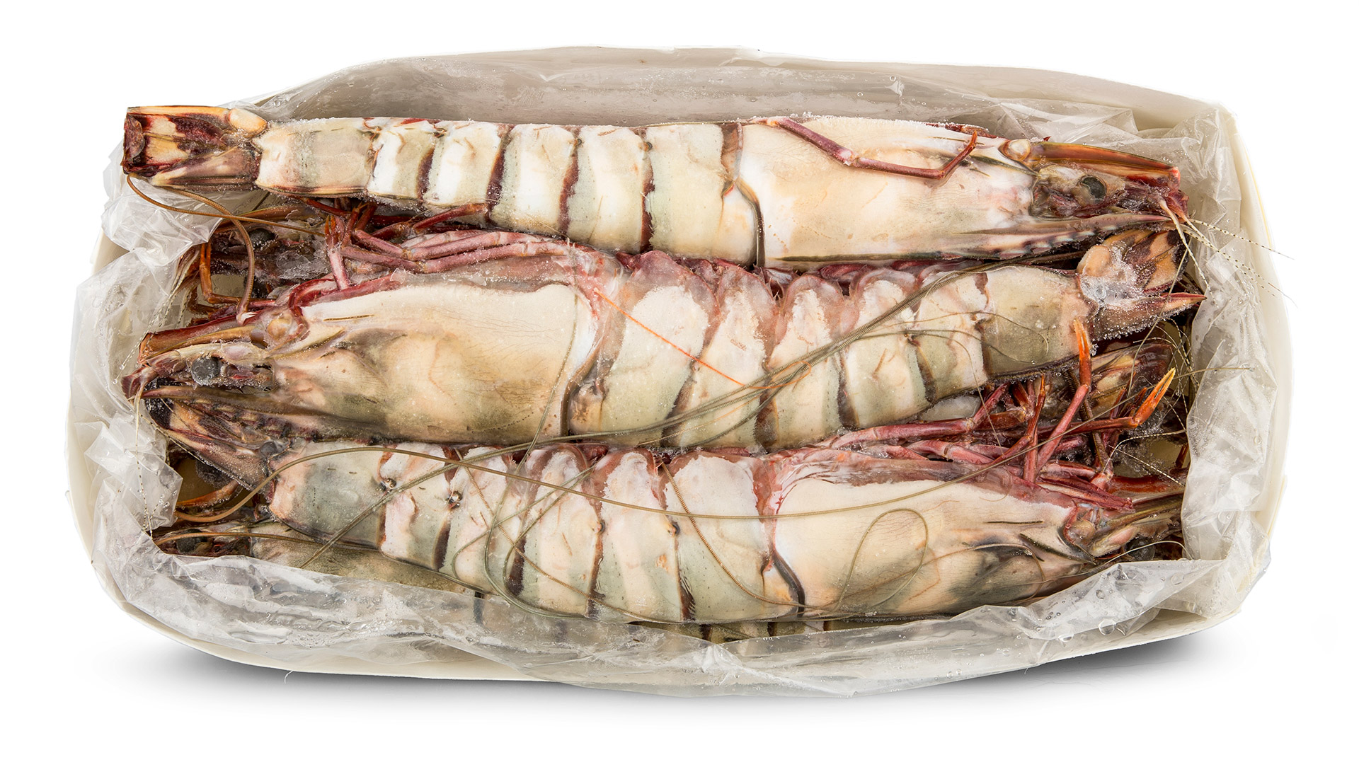 Camar�o Tigre U/5 Congelado Nig�ria Cx 2kg