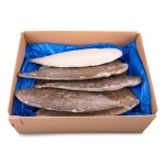Linguado 350/400 g Congelado Legtimo Cx 5 kg