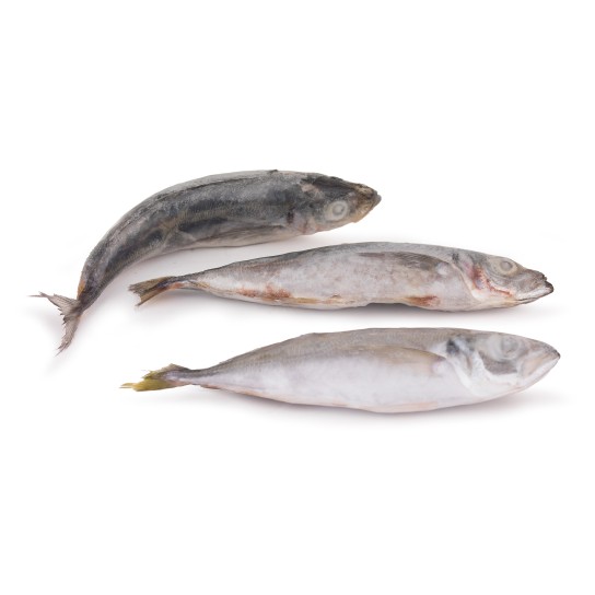 Carapau Branco 9/12 Congelado Uli Cx 6 kg