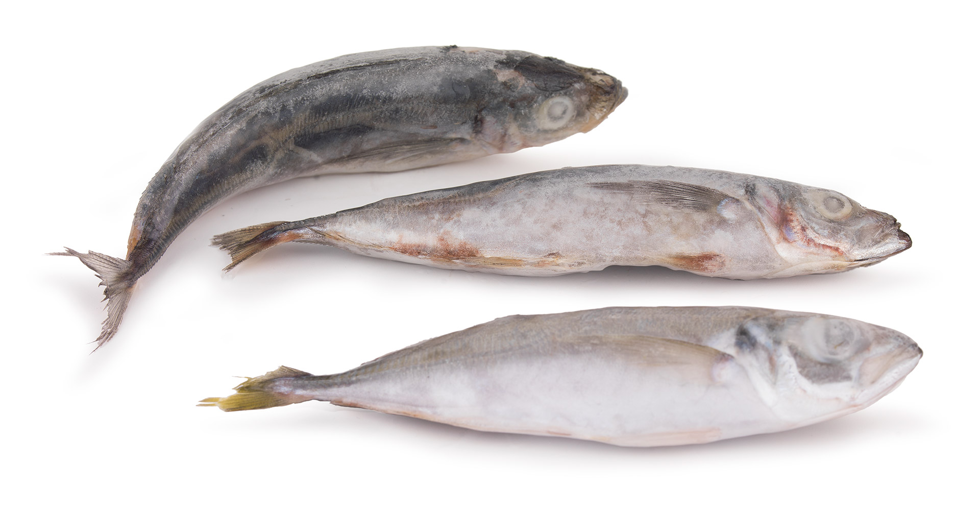 Carapau Branco 9/12 Congelado Uli Cx 6 kg