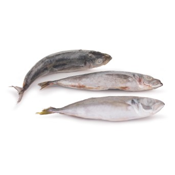 Carapau Branco 9/12 Congelado Uli Cx 6 kg