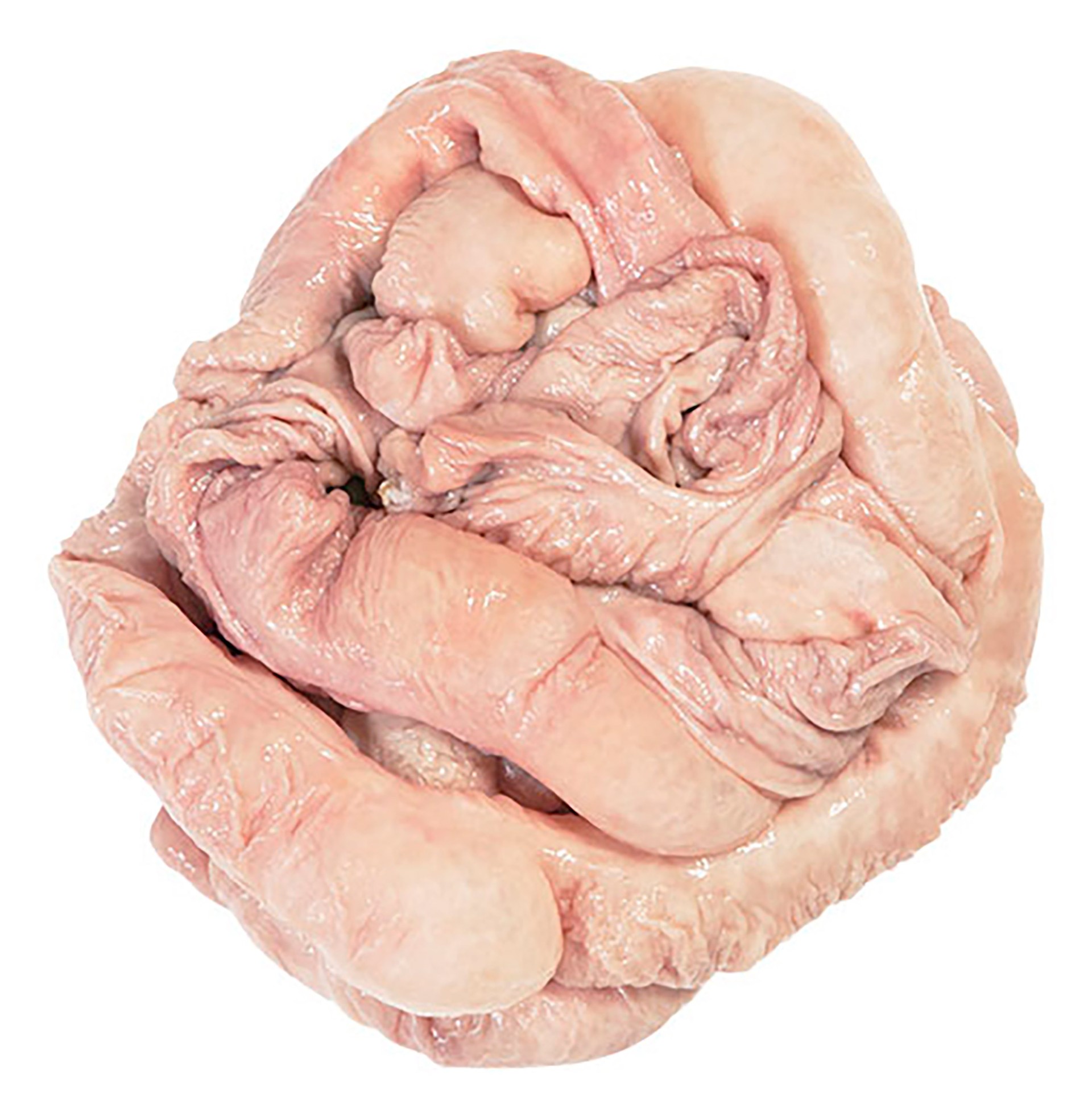 Porco Tripa Grossa Salgada