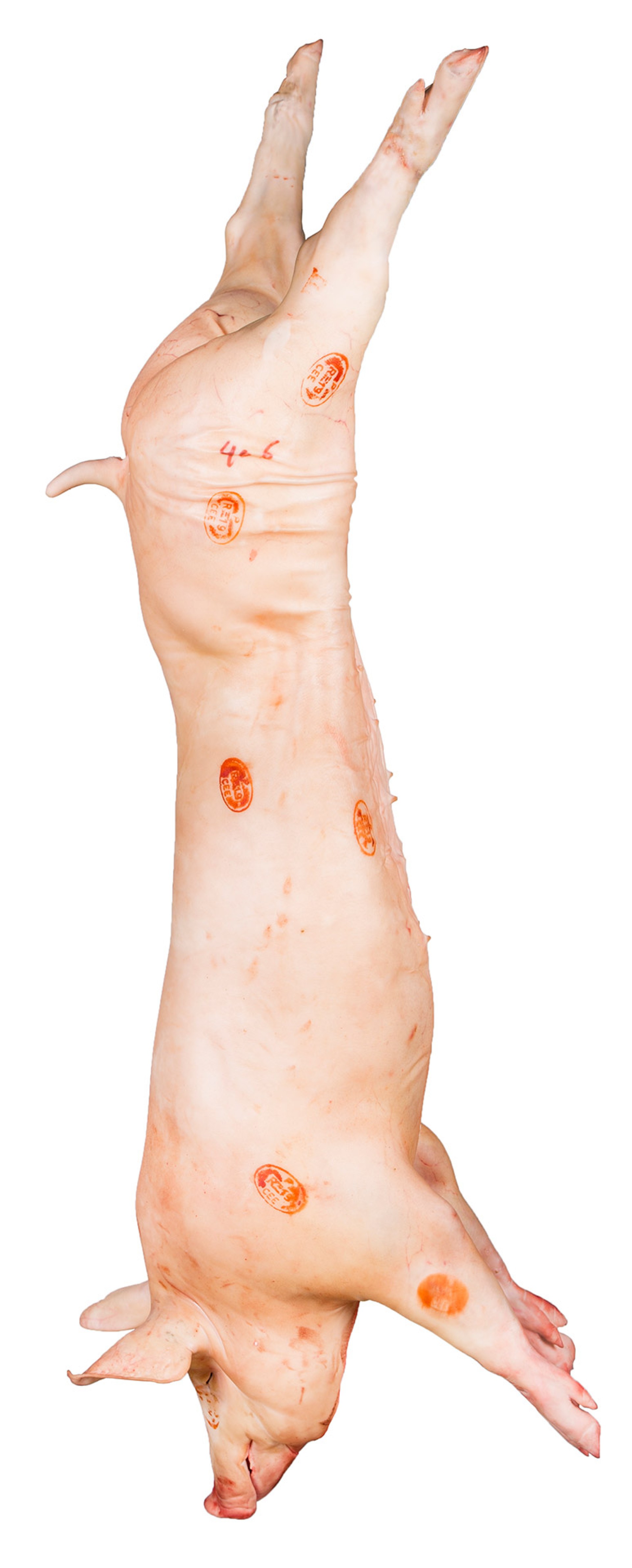 Porco Inteiro c/ Cabeça Fresco Porco Inteiro c/ Cabeça Fresco