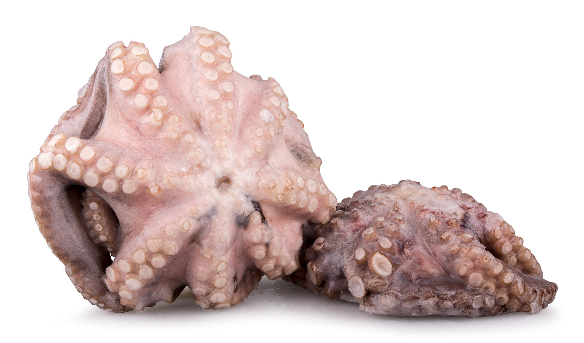 Polvo Fl�r T3 2000/3000 Congelado Tanz�nia Cx 15 kg