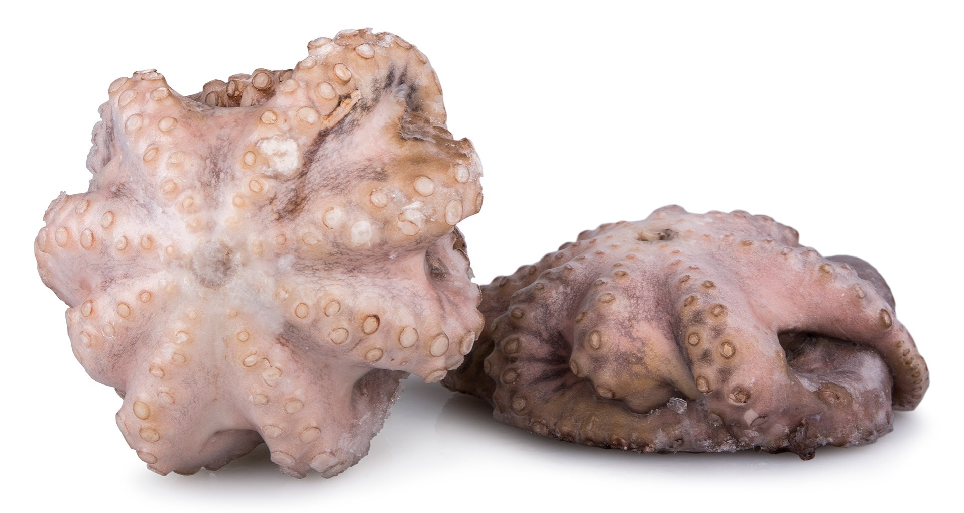 Polvo Fl�r T6 800/1200 Congelado Tanz�nia Cx 15 kg