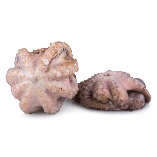 Polvo Fl�r T6 800/1200 Congelado Tanz�nia Cx 15 kg