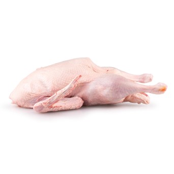 Pato c/ Midos Classe A Fresco Avulso