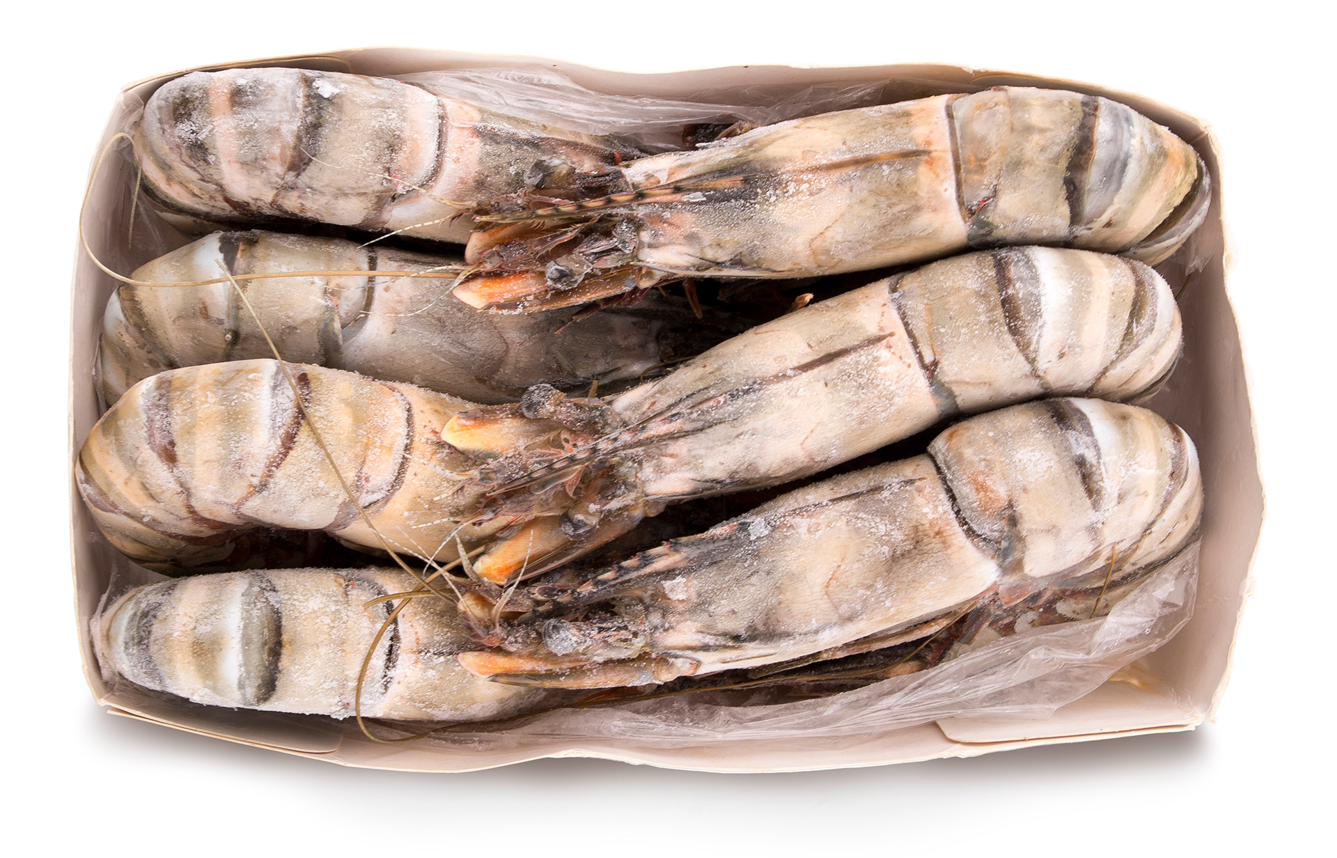 Camarão Tigre 2/4 Congelado Senegal Cx 2 kg Camarão Tigre 2/4 Congelado Senegal Cx 2 kg