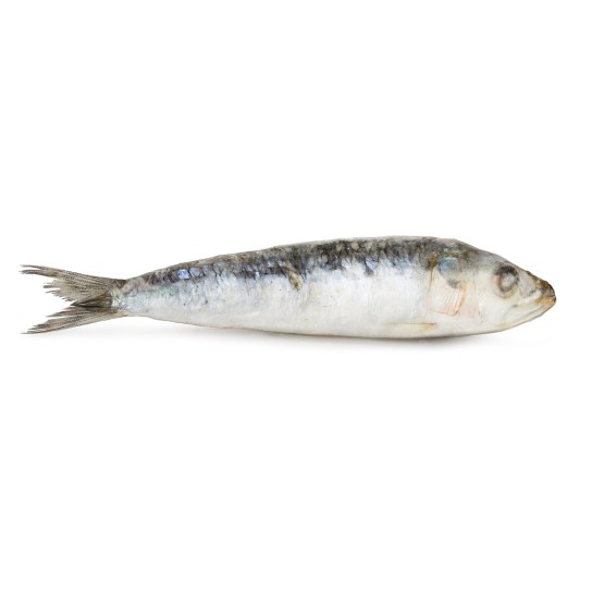 Sardinha Consumo Congelada Cx 10 kg
