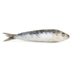 Sardinha Consumo Congelada Cx 10 kg