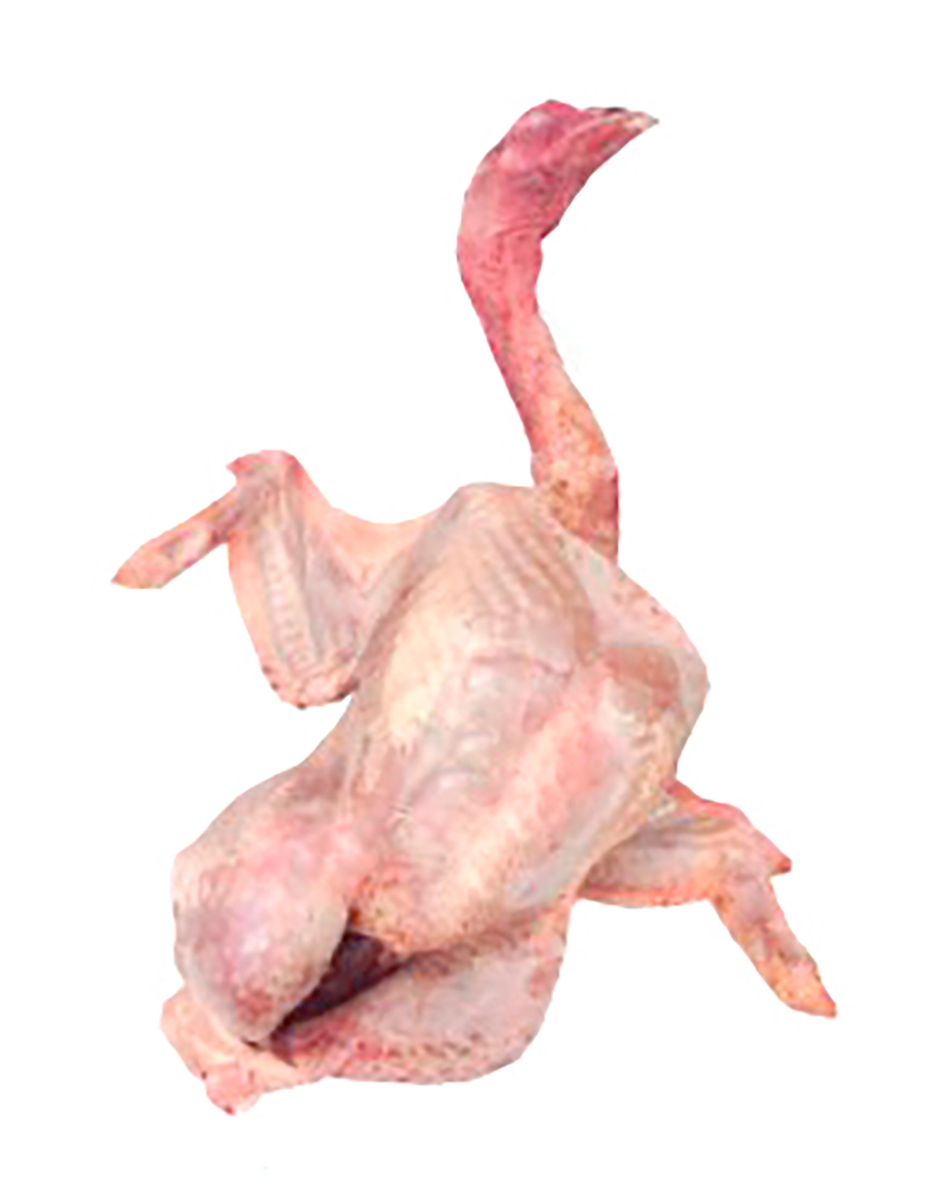 Peru Campo Inteiro c/ Cabe�a 5/8 kg Fresco