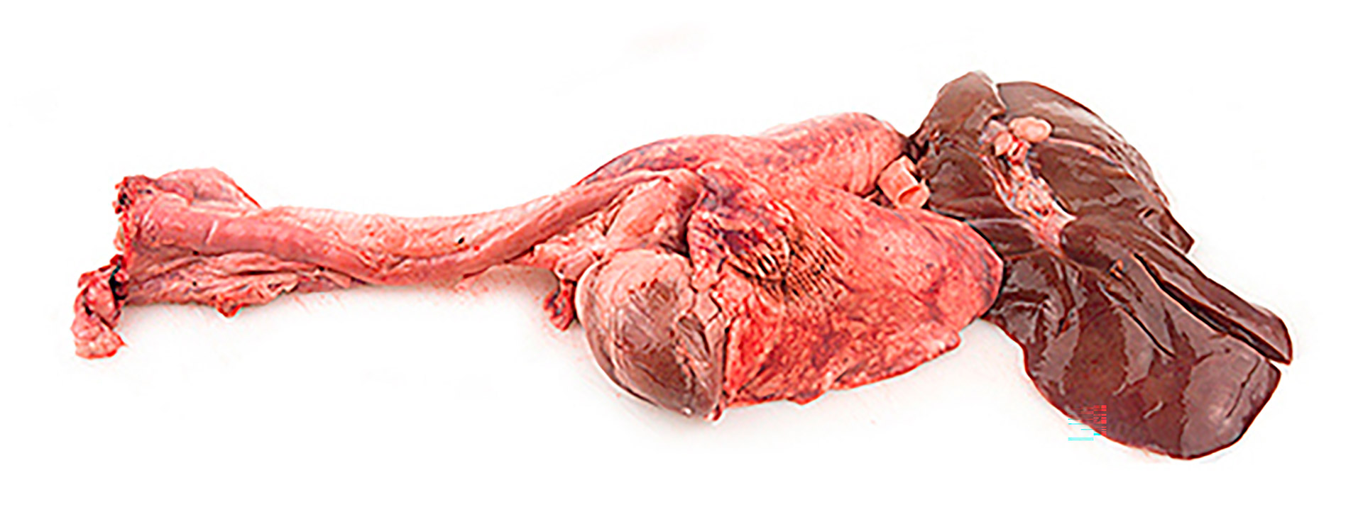 Borrego Fressura Fresco Avulso