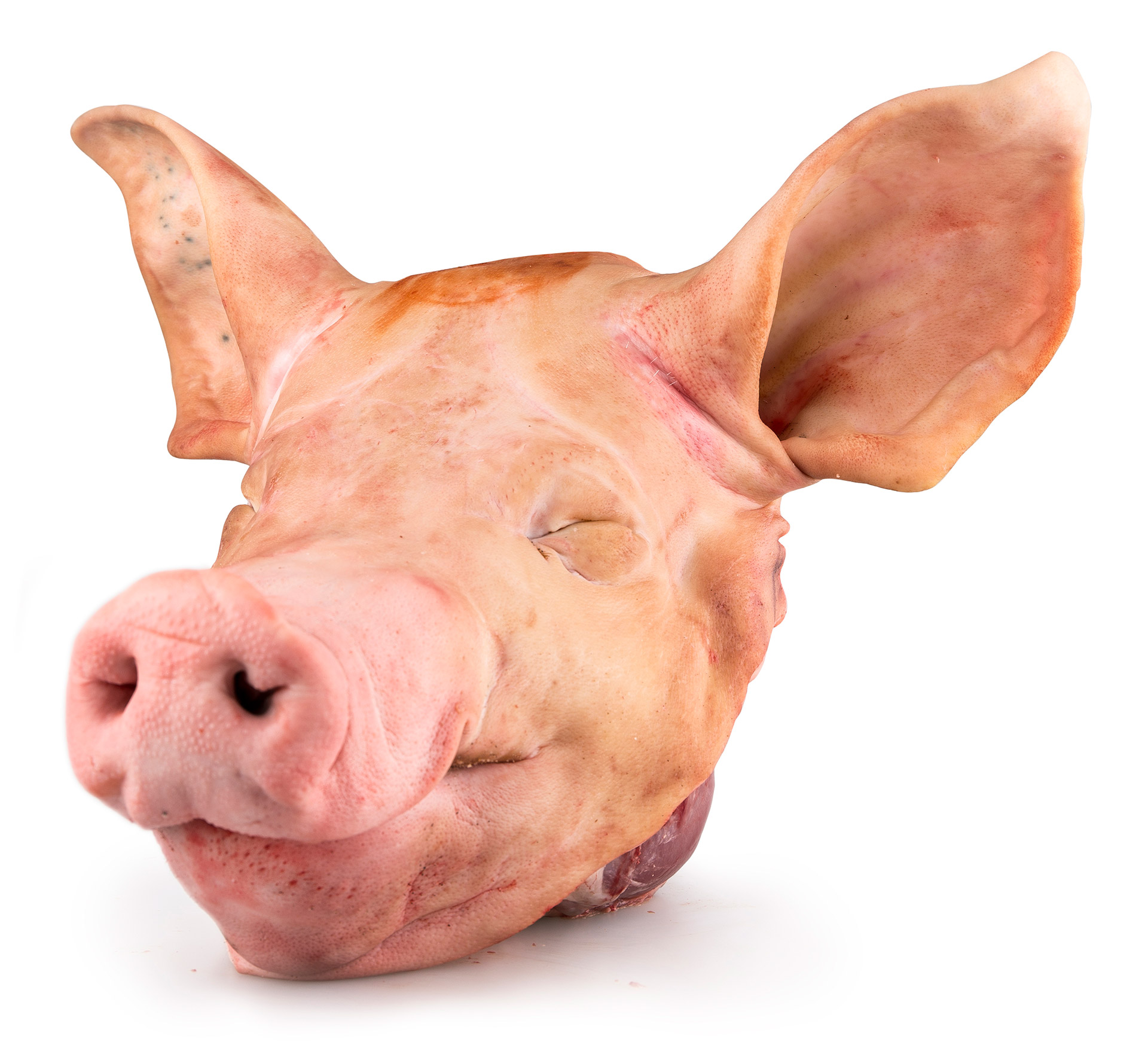 Porco Cabe�a Inteira Fresca