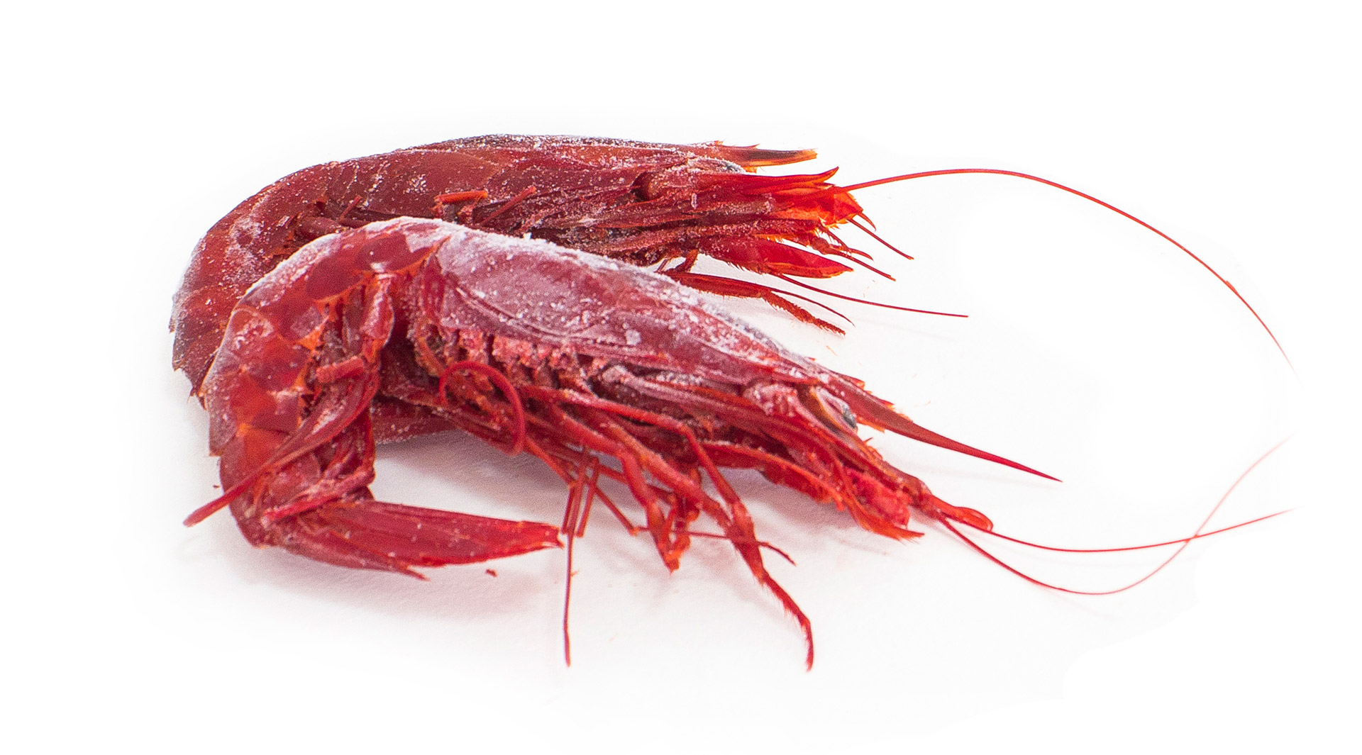 Carabineiro 12/14 Congelado Marrocos Cx IQF