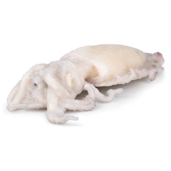 Choco Limpo 3/4 kg Congelado Marrocos Cx 12 kg