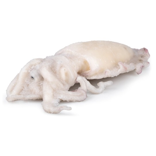 Choco Limpo 3/4 kg Congelado Marrocos Cx 12 kg