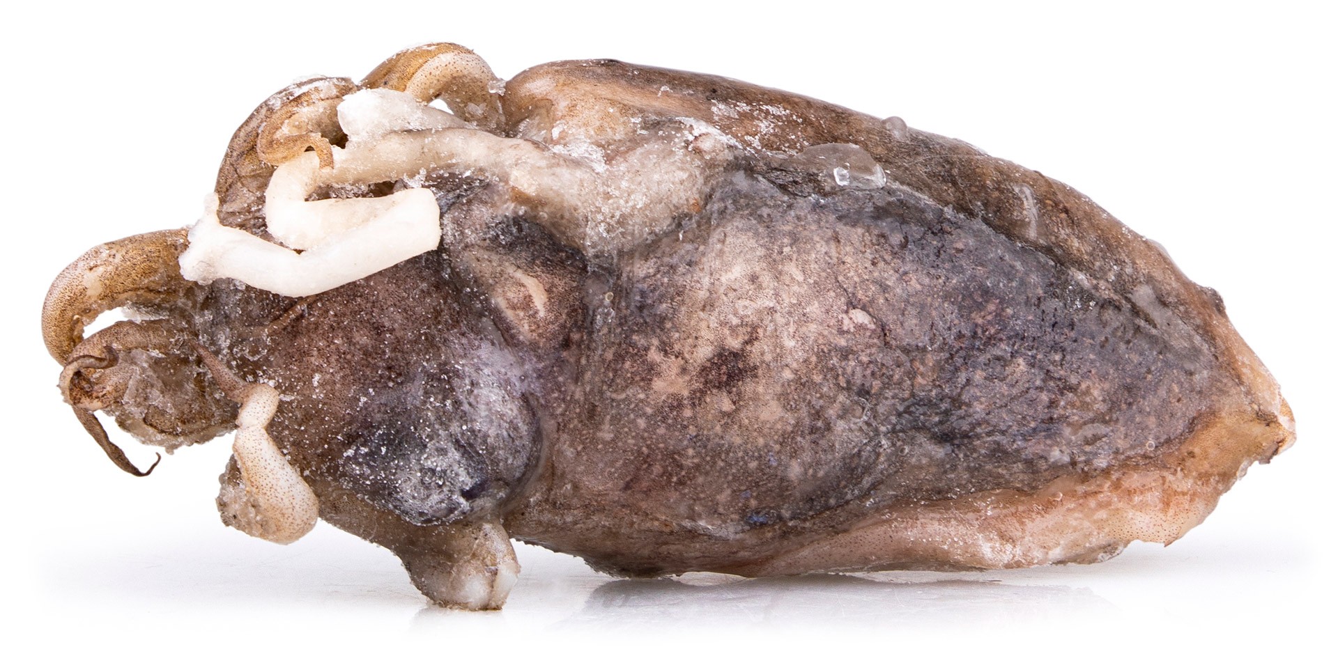 Choco Inteiro 200/300 g Congelado Cx 6 kg