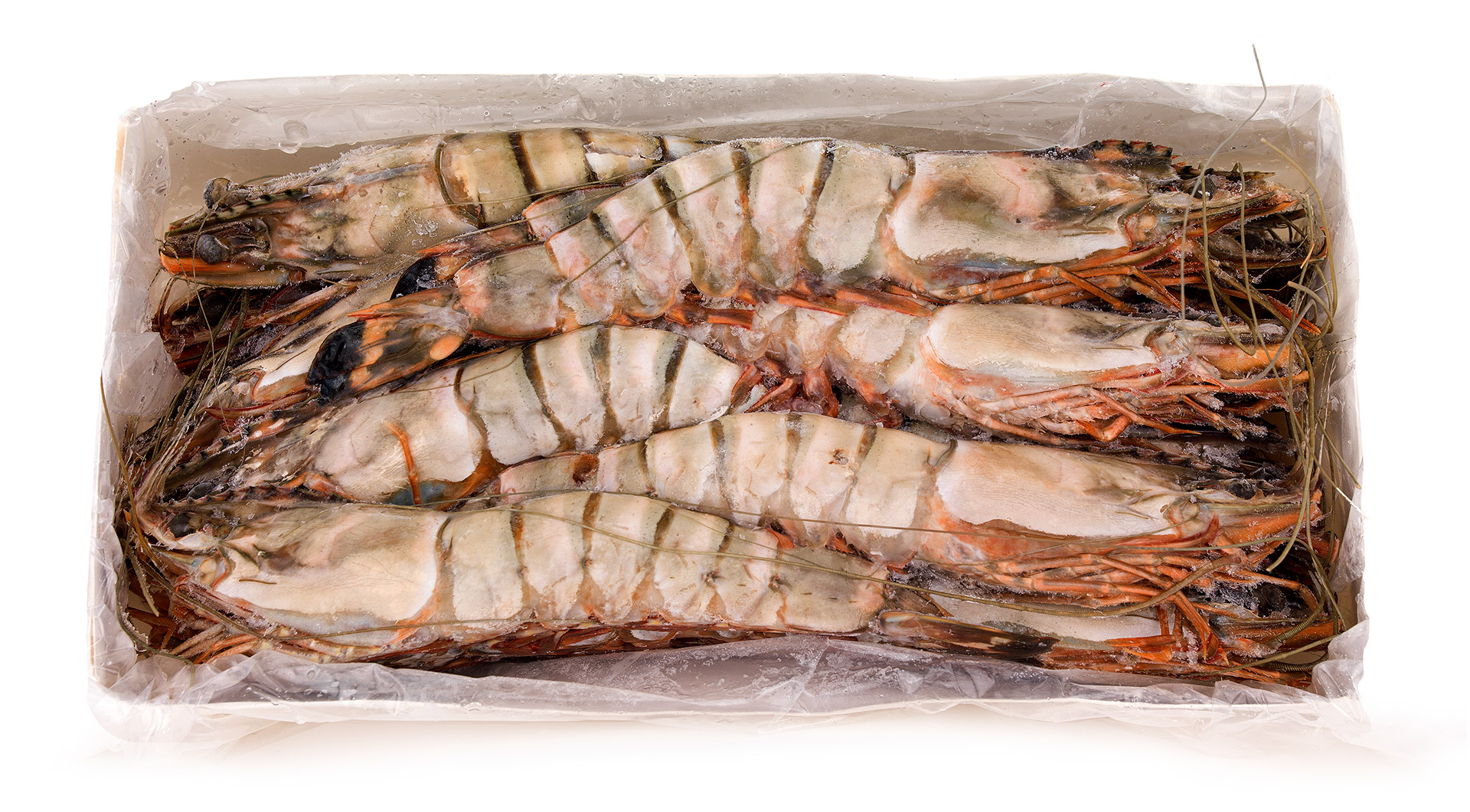 Camarão Tigre 8/10 Congelado Nigéria Cx 2 kg Camarão Tigre 8/10 Congelado Nigéria Cx 2 kg