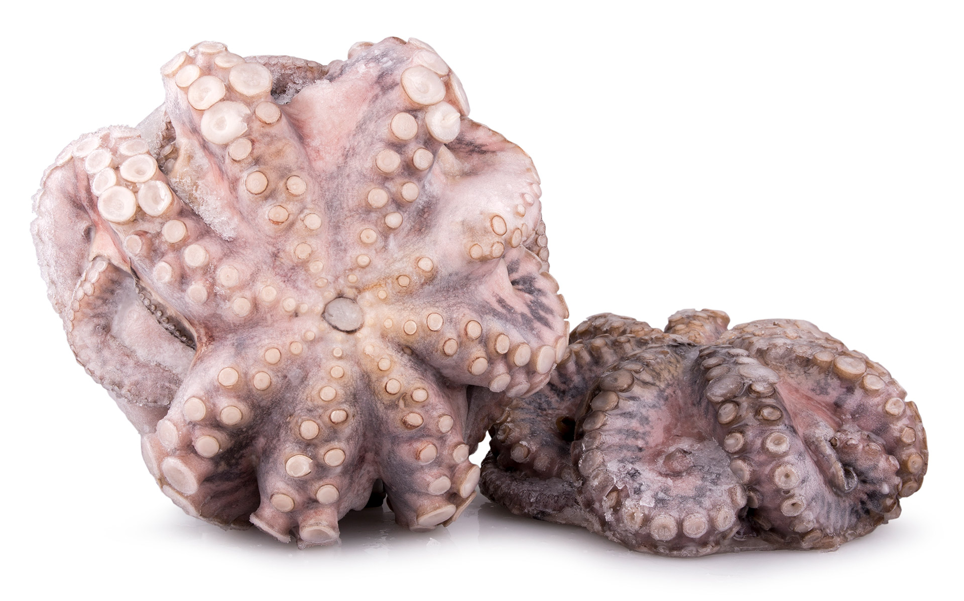 Polvo Fl�r T2 3000/4000 Congelado Tanz�nia Cx 15 kg