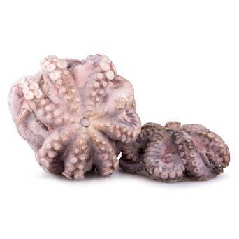 Polvo Fl�r T2 3000/4000 Congelado Tanz�nia Cx 15 kg