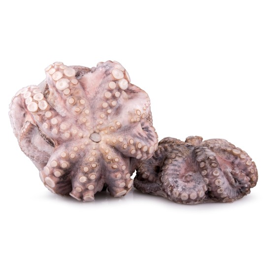 Polvo Fl�r T2 3000/4000 Congelado Tanz�nia Cx 15 kg