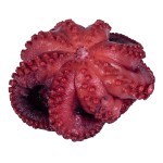 Polvo Cozido Tentculos Congelado 10x300 g
