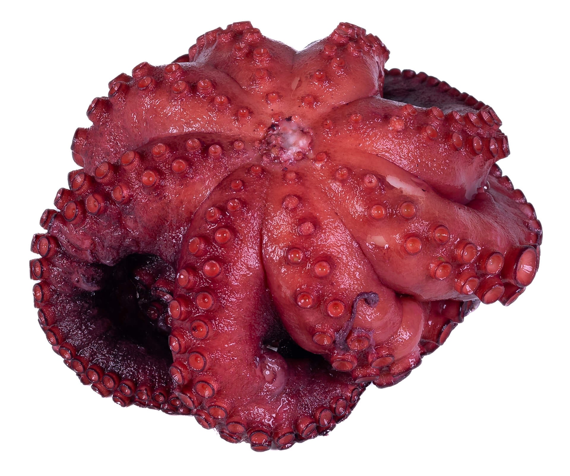 Polvo Cozido Tent�culos Congelado 10x300 g