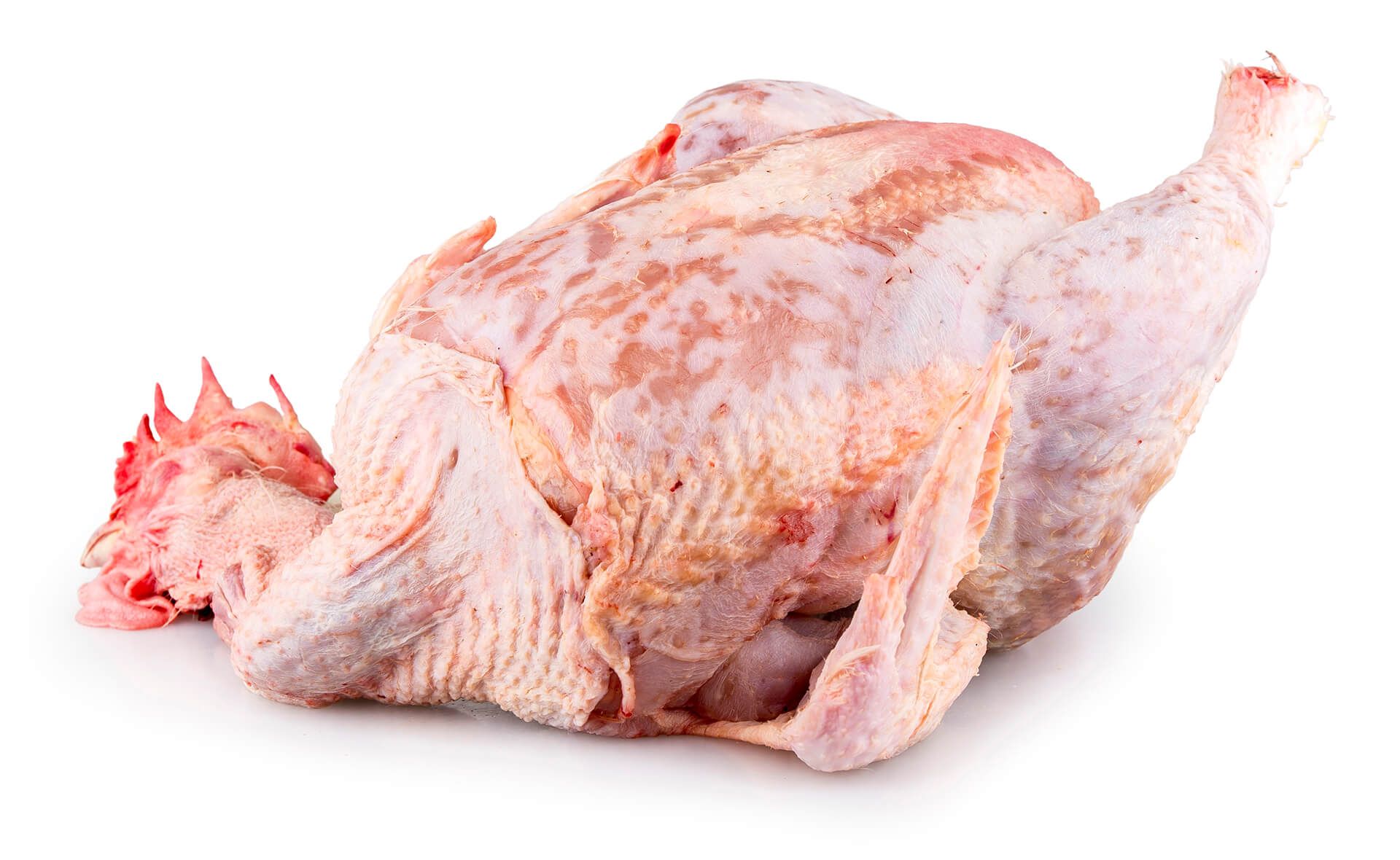 Galo Fresco Avi�rio do Pinheiro