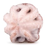 Polvo Flr 500/800 Congelado Moambique Cx 15 kg