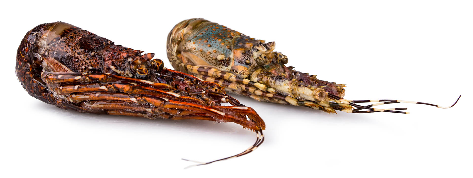Lagosta Crua 100/200 Congelada Mauritânia Lagosta Crua 100/200 Congelada Mauritânia