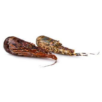 Lagosta Crua 200/300 Congelada Mauritânia Lagosta Crua 200/300 Congelada Mauritânia