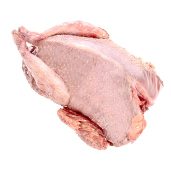 Pombo Torcaz s/ Penas Congelado V�cuo