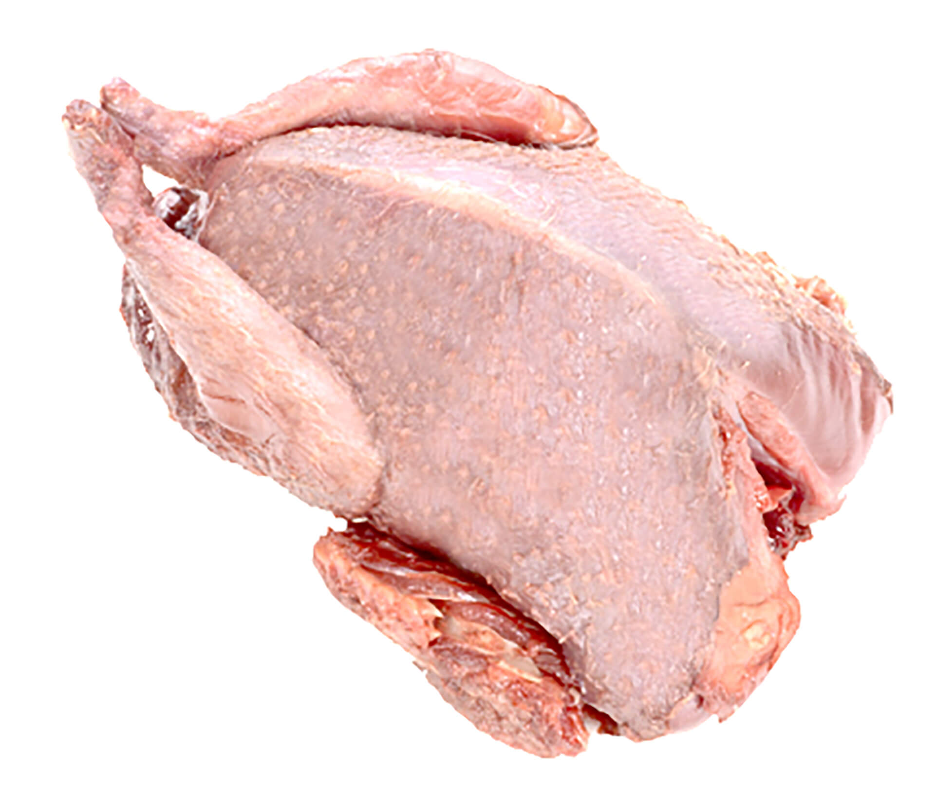 Pombo Torcaz s/ Penas Congelado Vácuo Pombo Torcaz s/ Penas Congelado Vácuo