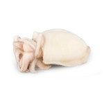 Choco Limpo 2/3 Congelado Marrocos Cx +/- 10 kg Choco Limpo 2/3 Congelado Marrocos Cx +/- 10 kg