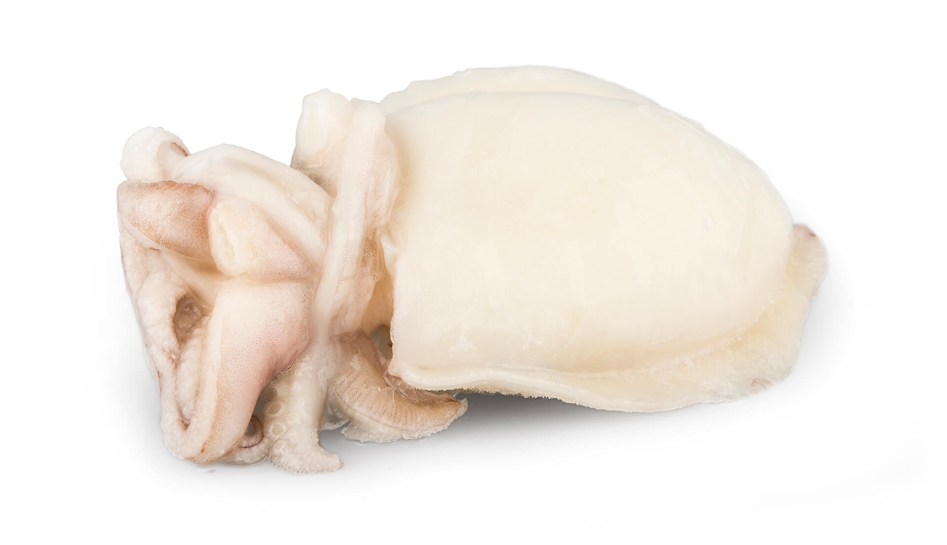 Choco Limpo 2/3 Congelado Marrocos Cx +/- 10 kg